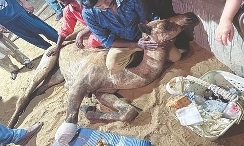 RIGHTS: NO COUNTRY FOR POOR ANIMALS RIGHTS: NO COUNTRY FOR POOR ANIMALS