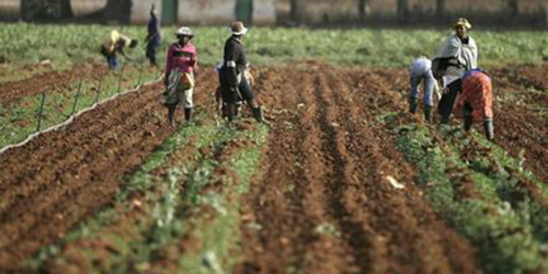 Algeria, Italy sign $455m agriculture deal Algeria, Italy sign $455m agriculture deal