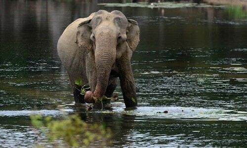 13 injured as elephant goes on rampage in Sri Lanka