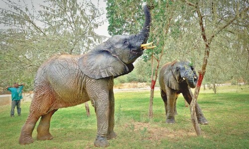 Tourist killed by elephants in South Africa