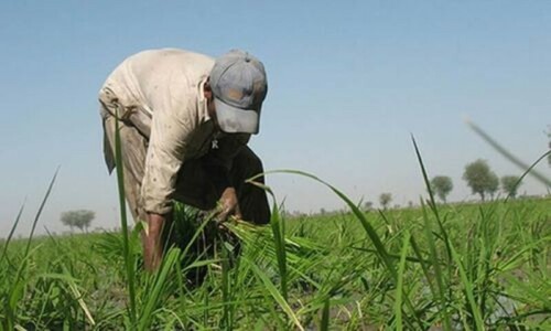 Kissan cards in Punjab from Aug 10
