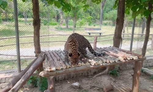 Pakistan&rsquo;s critically endangered leopards in fight for survival