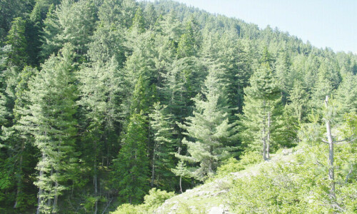 Two officers suspended for &lsquo;defying&rsquo; ban on forest harvesting in KP