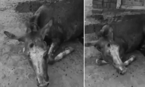Punjab police arrest 2 primary suspects of Chiniot donkey cruelty incident