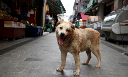 Turkish law to round up stray dogs sparks opposition anger