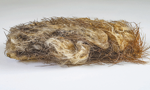 Rare tree cactus goes extinct