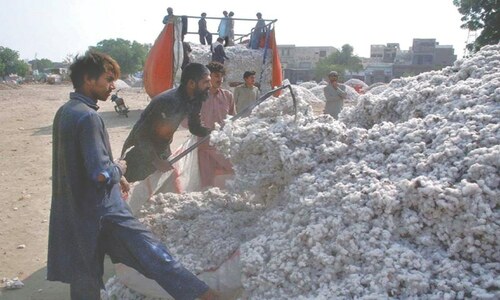 Sharp fall in cotton prices worries ginners, growers