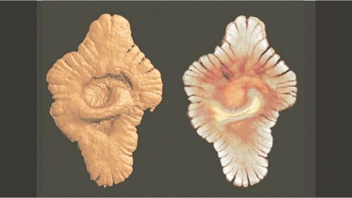 Complex life on Earth may be 1.5bn years older than thought
