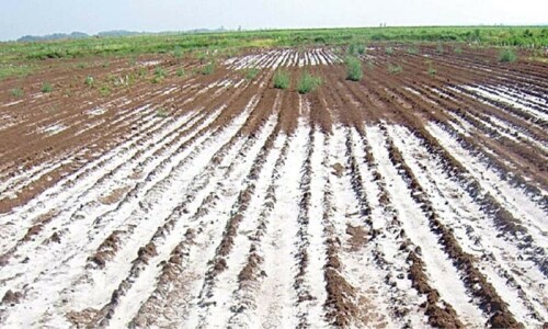 Salt-tolerant crops