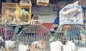 Karachi administration, wildlife dept to take action against Liaquatabad&rsquo;s Sunday bird market