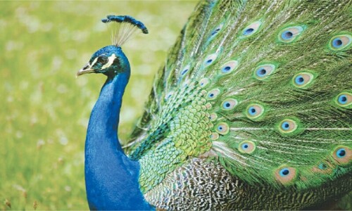 Indian YouTuber arrested after peacock curry video Indian YouTuber arrested after peacock curry video