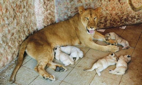 Lioness gives birth to two cubs at Karachi zoo