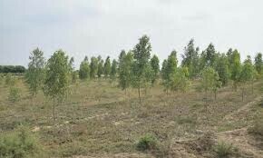 Sindh govt told to raise special force for forest protection