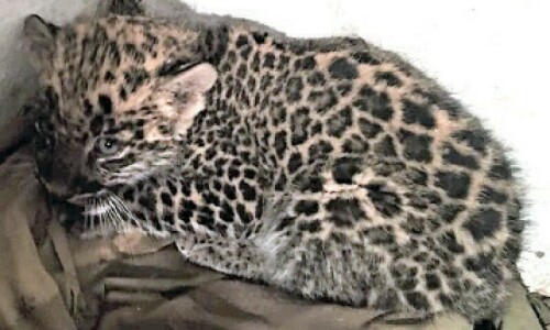 Leopard cub released back into the wild in AJK