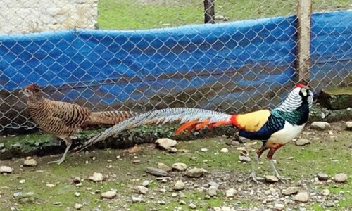 Pakistan’s rare wild pheasants being pushed to the edge Pakistan’s rare wild pheasants being pushed to the edge