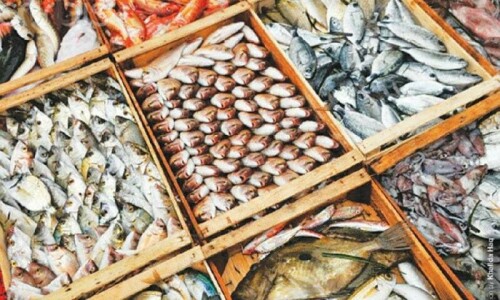 Fishing industry holds export potential worth billions if proper procedure followed: expert Fishing industry holds export potential worth billions if proper procedure followed: expert