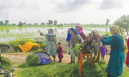 Food and Agriculture Organisation launches scheme to help families cope with climate change Food and Agriculture Organisation launches scheme to help families cope with climate change