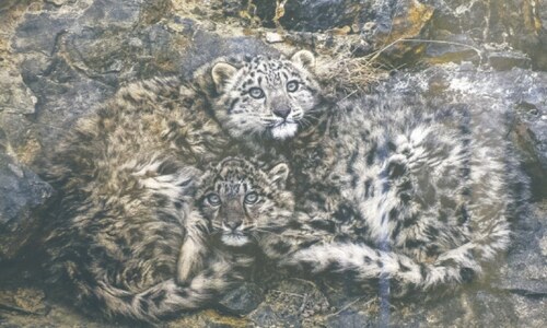 Commitment to wildlife conservation reaffirmed on World Ranger Day Commitment to wildlife conservation reaffirmed on World Ranger Day