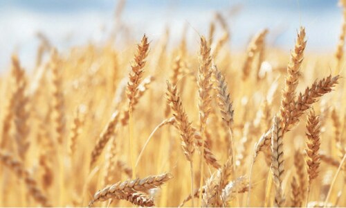 Agriculture: Mocking the market economy