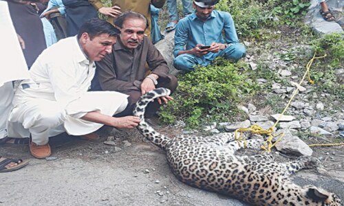 Three injured in Abbottabad leopard attack