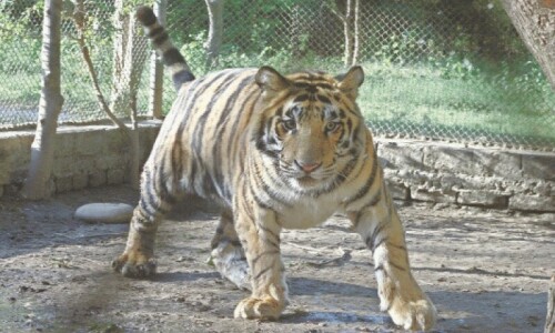 Karachi zoo&rsquo;s lone Bengal tigress loses battle for life