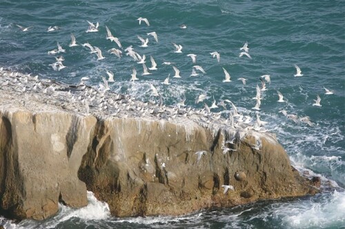 Sindh, Balochistan govts urged to step up efforts to conserve marine ecosystems