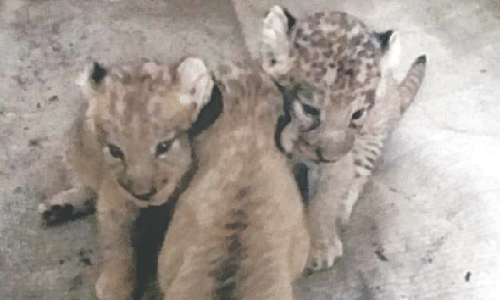 Karachi Zoo welcomes three more lion cubs