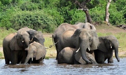 Zimbabwe to cull 200 elephants amid food shortages