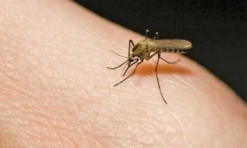 Chikungunya, dengue cases on the rise in Karachi Chikungunya, dengue cases on the rise in Karachi