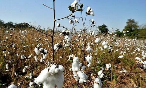 Steep fall casts doubt on cotton production data