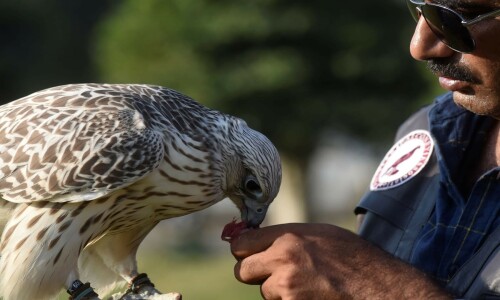 Expensive peregrine falcon rescued from poacher in Taunsa Expensive peregrine falcon rescued from poacher in Taunsa