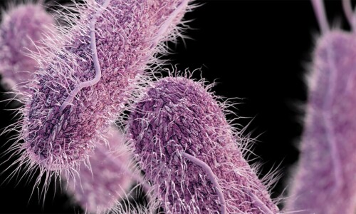 How ‘treatable’ typhoid turned into a ‘superbug’ How ‘treatable’ typhoid turned into a ‘superbug’