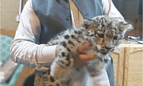 Snow leopard cub sold in black market recovered Snow leopard cub sold in black market recovered