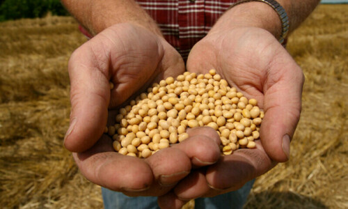 NA body seeks harsher punishments for makers of fake seeds NA body seeks harsher punishments for makers of fake seeds