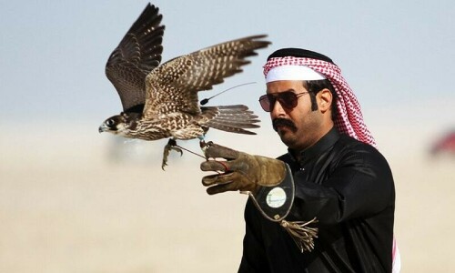 Govt orders streamlining of falcons&rsquo; trade to check exploitation
