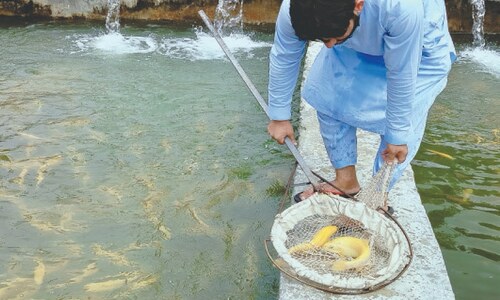 Madyan golden trout attracts foodies for its unique taste