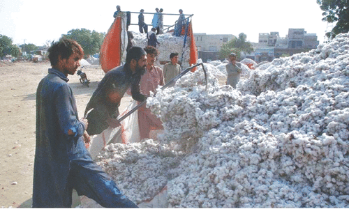 Cotton production plunges 60pc Cotton production plunges 60pc