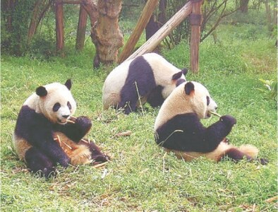 Feature: In conversation with a panda