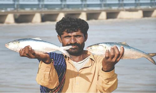 The myth and magic of palla fish