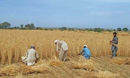 Ample water availability boosts Rabi crop outlook