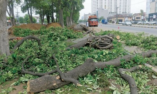 SHC restricts authorities from cutting down trees across Sindh SHC restricts authorities from cutting down trees across Sindh