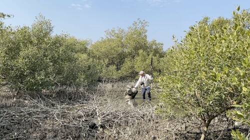 Saving Karachi&rsquo;s Oxygen Islands