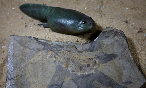 Scientists in Argentina unearth oldest tadpole, from dinosaur times