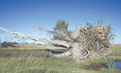 One in three tree species at risk of extinction One in three tree species at risk of extinction