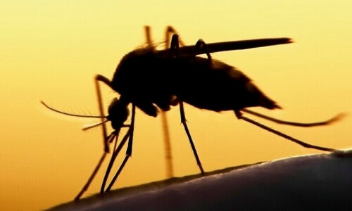 141 test positive for dengue  across Punjab