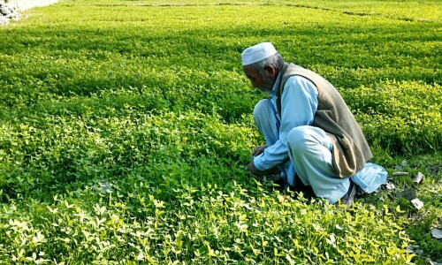 Balochistan okays policy for organic farming