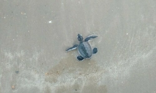 KMC accused of destroying turtle nesting grounds at Hawkesbay KMC accused of destroying turtle nesting grounds at Hawkesbay