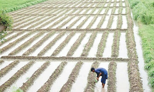 Amid scant rainfall, farmers asked to find alternative means of irrigation