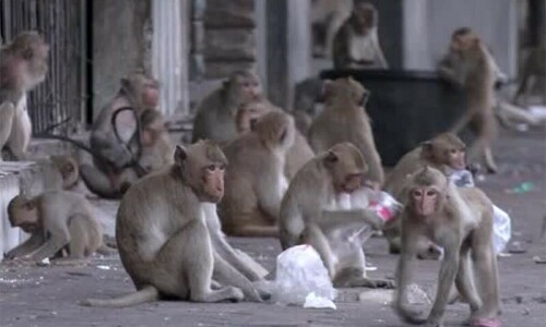 Law and disorder as monkeys attack Thai police station