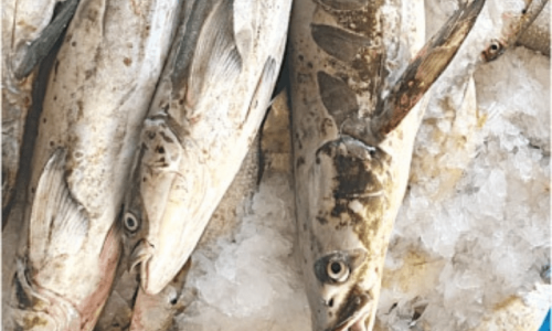 New species of cobia fish discovered off Gwadar coast New species of cobia fish discovered off Gwadar coast